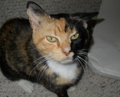 KİMERLER, KEDİLER VE DİĞER GENETİK TUHAFLIKLAR