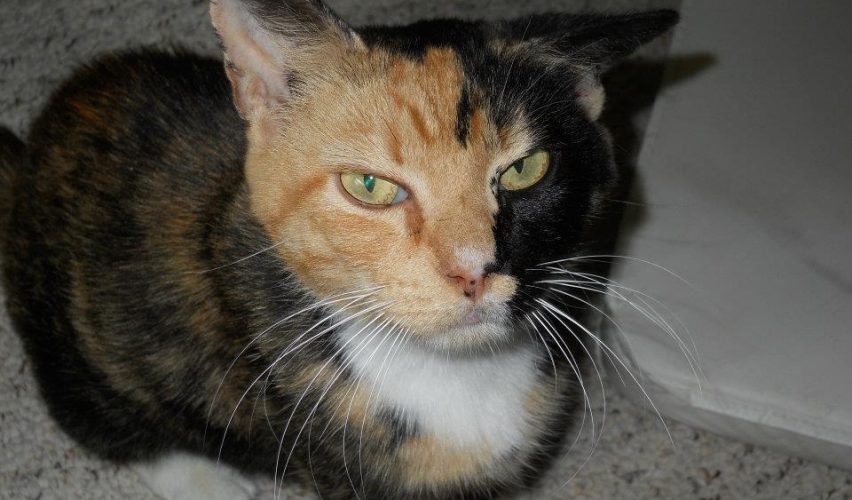 KİMERLER, KEDİLER VE DİĞER GENETİK TUHAFLIKLAR