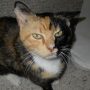 KİMERLER, KEDİLER VE DİĞER GENETİK TUHAFLIKLAR 488355_391941337527037_1785378847_n