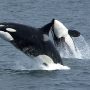 YARDIMCI NİNELER VE MENOPOZDAKİ KATİL BALİNALAR Killerwhales_jumping