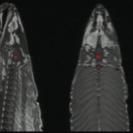 Somon ölüsünden alınan ders