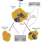 KANSER TEDAVİSİNDE YENİ SİLAHLAR