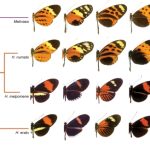 HAYAT KURTARAN BENZERLİKLER: MİMİKRİ