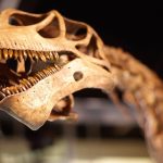 FOSİLLERE YAŞI SORULMAZMIŞ: RADYOKARBON TEKNİĞİ