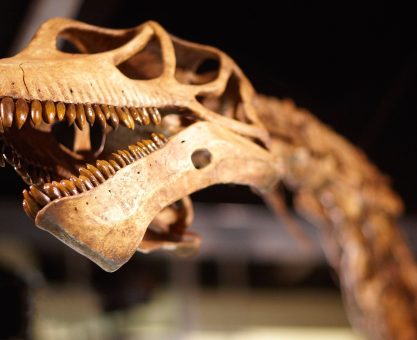 FOSİLLERE YAŞI SORULMAZMIŞ: RADYOKARBON TEKNİĞİ