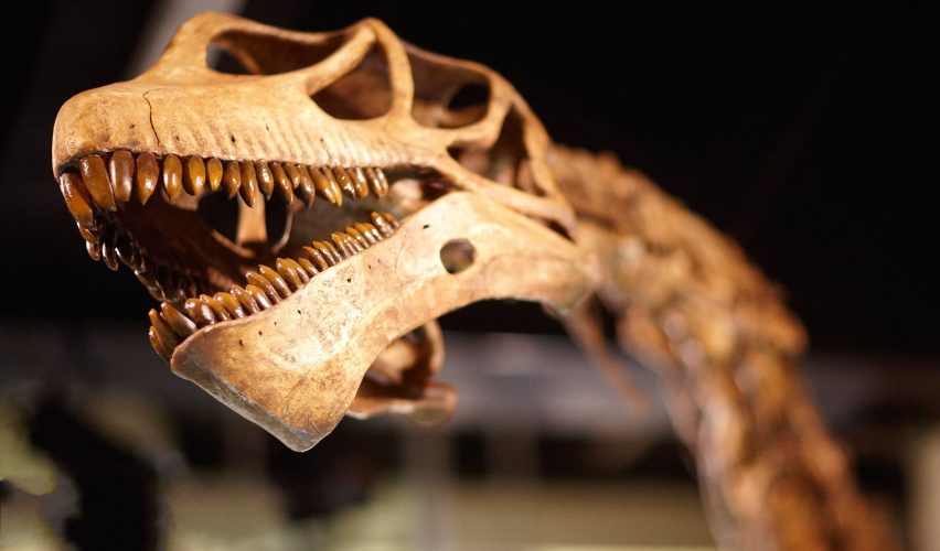 FOSİLLERE YAŞI SORULMAZMIŞ: RADYOKARBON TEKNİĞİ