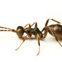 Ant Mimicking Wasp ( I guess )