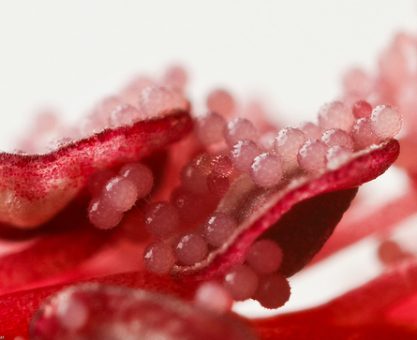 İLKBAHARIN BAŞ BELASI