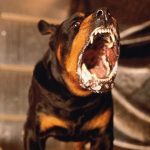 ANTİK ÇAĞLARDAN GELEN KORKULU BİR RÜYA: KUDUZ