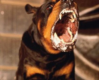 ANTİK ÇAĞLARDAN GELEN KORKULU BİR RÜYA: KUDUZ