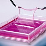 LABORATUVARDAN YARALARIN ÜZERİNE: YAPAY DERİ