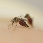 Sivrisineğin burnunun direği: Orco