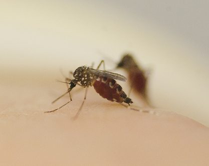 Sivrisineğin burnunun direği: Orco