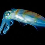 RENK HÜCRELERİNİN DANSI