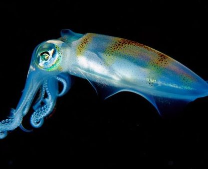 RENK HÜCRELERİNİN DANSI