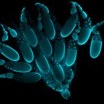 Yumurtalar ve Hemşireler