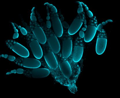 Yumurtalar ve Hemşireler