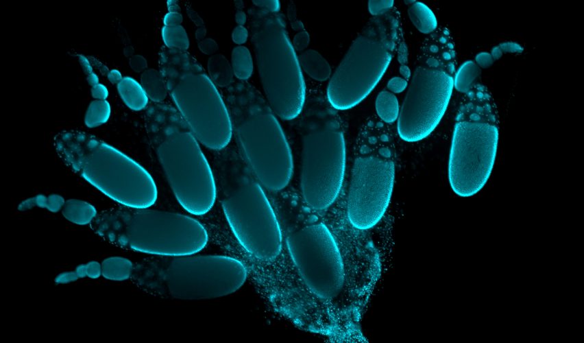 Yumurtalar ve Hemşireler