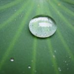 ISLANMAYAN YÜZEYLER: LOTUSTAN FEYZ ALMAK