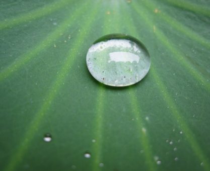 ISLANMAYAN YÜZEYLER: LOTUSTAN FEYZ ALMAK