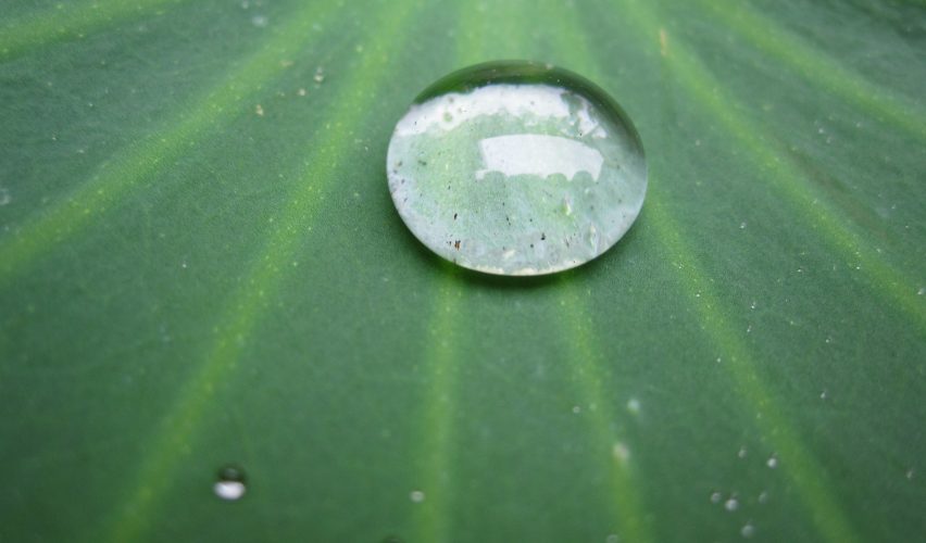 ISLANMAYAN YÜZEYLER: LOTUSTAN FEYZ ALMAK