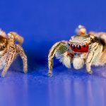 Sıçrayan Arkadaşlar