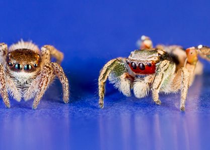 Sıçrayan Arkadaşlar