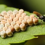 Yaratıklar Aramızda!
