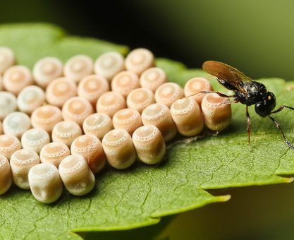 Yaratıklar Aramızda!