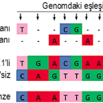 Şekil 2. Bulduğumuz yüzlerce genetik değişiklik arasında en fazla bilgi veren 12 genetik harf değişikliğinin iki Avrupa kromozomundaki dağılımları ve bu kromozomların şempanze, Neandertal ve başka bir arkaik insan türü olan Denisova referans genomları ile karşılaştırılması. Dikkat ederseniz, tek bir insan genomundan gelen iki kromozomun birisi şempanzeye yakınlık gösterirken, diğeri Neandertal ve Denisova genomlarına benzerlik gösteriyor. Değişik renkler, değişik genetik harflere denk geliyor. Tire işaretleri ise Neandertal ve Denisova genomlarından çözümlenememiş harflere denk geliyor. (Gokcumen vd., 2013’den değiştirilerek çevrildi.)