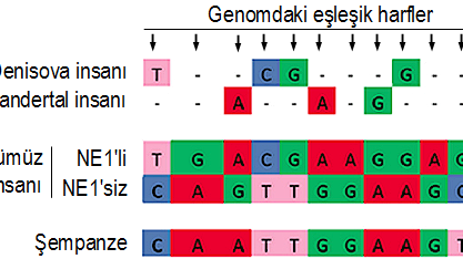 Şekil 2. Bulduğumuz yüzlerce genetik değişiklik arasında en fazla bilgi veren 12 genetik harf değişikliğinin iki Avrupa kromozomundaki dağılımları ve bu kromozomların şempanze, Neandertal ve başka bir arkaik insan türü olan Denisova referans genomları ile karşılaştırılması. Dikkat ederseniz, tek bir insan genomundan gelen iki kromozomun birisi şempanzeye yakınlık gösterirken, diğeri Neandertal ve Denisova genomlarına benzerlik gösteriyor. Değişik renkler, değişik genetik harflere denk geliyor. Tire işaretleri ise Neandertal ve Denisova genomlarından çözümlenememiş harflere denk geliyor. (Gokcumen vd., 2013’den değiştirilerek çevrildi.)
