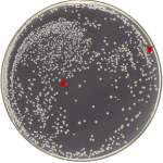 Şekil 5. Dirençli (beyaz) koli basilleriyle dirençsizlerin (kırmızı) gama ışınları altındaki yarışından dirençliler galip çıkıyor. Dirençli (beyaz) bakteri kolonileri her yere yayılmışken, dirençsiz (kırmızı) kolonilerden topu topu 2 tane görülebiliyor (kırmızı okla işaretli). (Byrne vd., 2014’ten değiştirilerek alındı.)