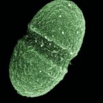 Şekil 2. İnsan bağırsağında yaşayan mikroorganizmalardan Enterococcus faecalis. (Fotoğraf: ABD Tarım Bakanlığı)