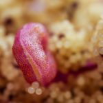 4 Boyutlu Mercek ve Polenler