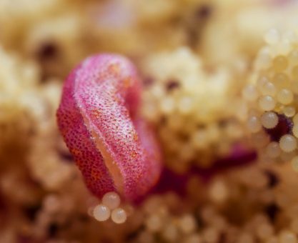 4 Boyutlu Mercek ve Polenler