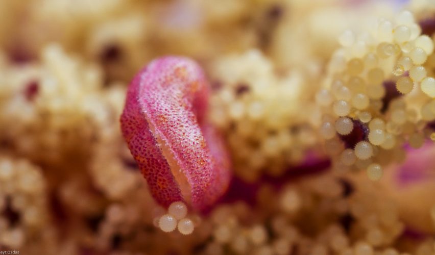 4 Boyutlu Mercek ve Polenler