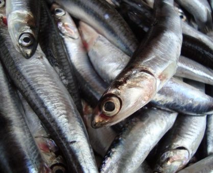 KARADENİZ’İN ÇÖKÜŞÜ