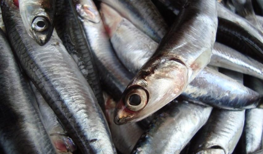 KARADENİZ’İN ÇÖKÜŞÜ