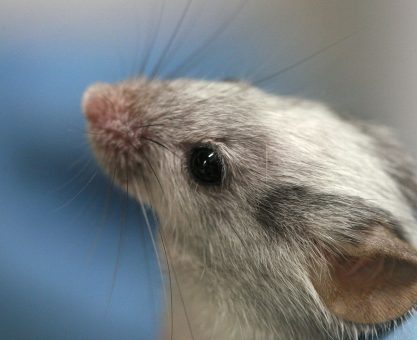 KÜLTÜRLER VE GENLER: İNSANLAR, FARELER VE SEKS