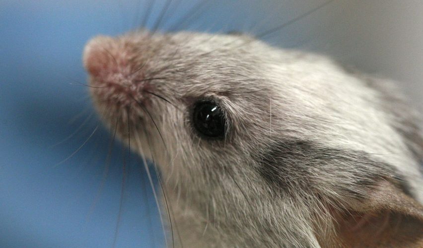 KÜLTÜRLER VE GENLER: İNSANLAR, FARELER VE SEKS