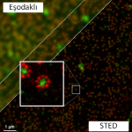 Şekil 5. Eşodaklı mikroskop görüntüsüyle STED görüntüsünün mukayesesi.