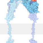 EVRİME MOLEKÜLER BAKIŞ: PROTEİNLERİN SÖYLEDİKLERİ