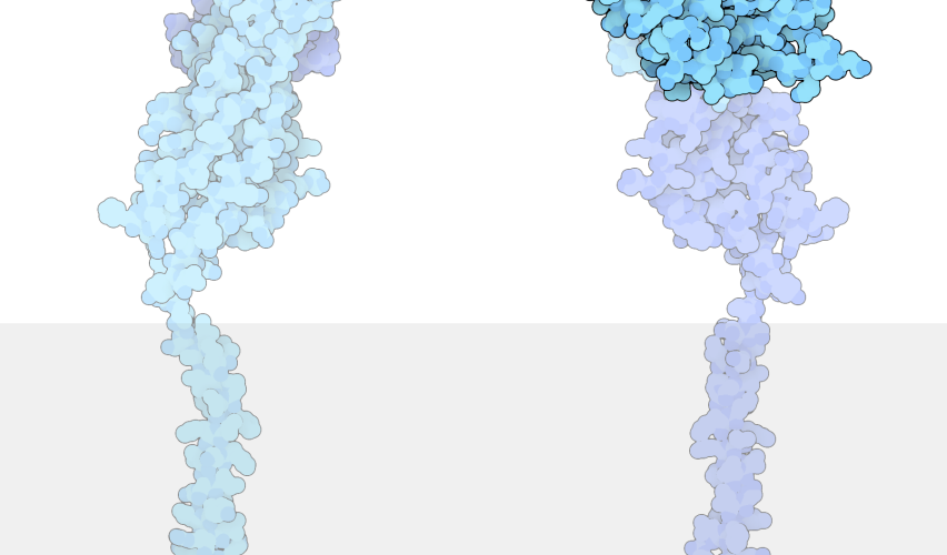 EVRİME MOLEKÜLER BAKIŞ: PROTEİNLERİN SÖYLEDİKLERİ