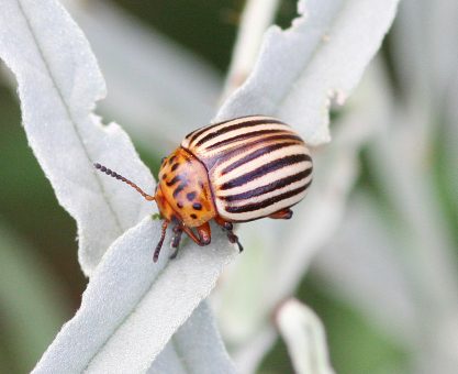 Patates Böceği İle Mücadelede RNAi Teknolojisi