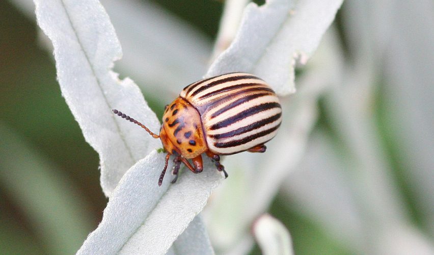 Patates Böceği İle Mücadelede RNAi Teknolojisi