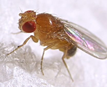 Sinekler ve insanlar