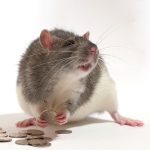 Davranışsal Ekonomi 1 - Fayda Kuramından Beklenti Kuramına