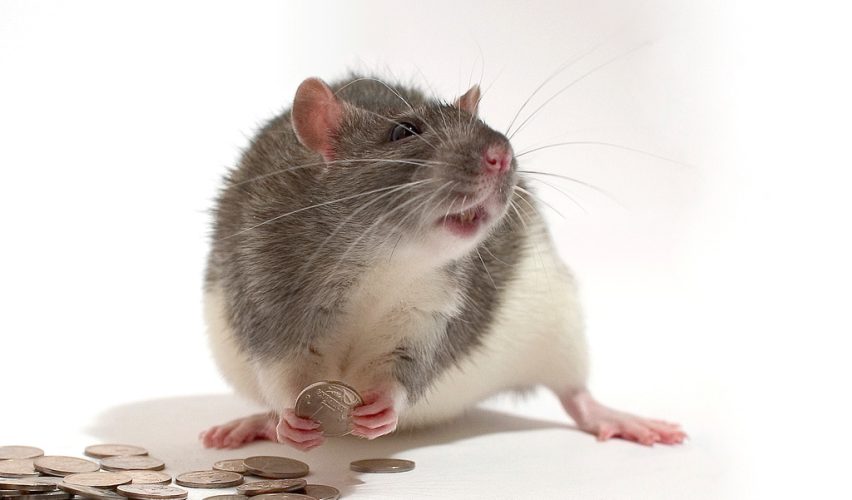 Davranışsal Ekonomi 1 - Fayda Kuramından Beklenti Kuramına