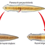Resim 1. Planaryada rejenerasyon