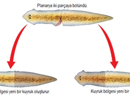 Resim 1. Planaryada rejenerasyon